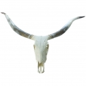 natural shoe horn